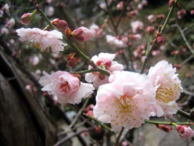 20060413_ume.jpg