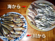 20060828_fish.jpg